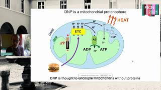 How mitochondrial uncouplers induces proton leak  Michael Grabe [upl. by Illehs]