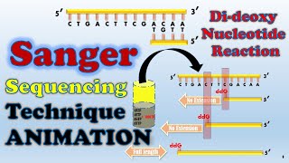 Sanger sequencing  ANIMATION [upl. by Stephenie]