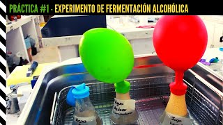 Experimento de Fermentación Alcohólica [upl. by Aihtennek967]