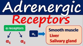 Adrenergic receptors Location and function [upl. by Yltneb302]