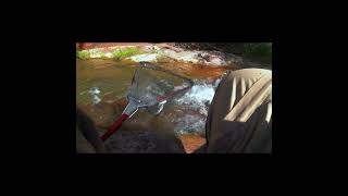 Wild Arizona Trout Fishing Rainbows [upl. by Eberhart]