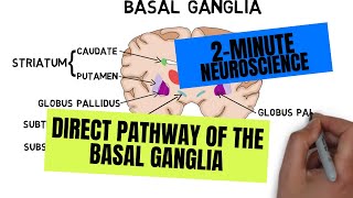 2Minute Neuroscience Direct Pathway of the Basal Ganglia [upl. by Queen]