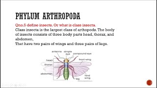 Phylum Arthropda class insecta biology entomology zoology [upl. by Akayas351]