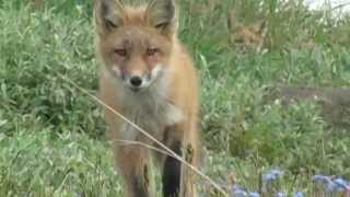 travel alaska ALASKAN HUNTER Seward AK james Unrein Alaska [upl. by Emarie739]