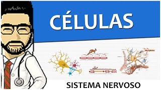 Sistema Nervoso 02  Células  Tecido  Histologia Vídeo Aula [upl. by Hteazile552]