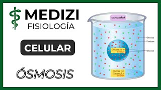 Fisiología Celular  Ósmosis IGdoctorpaiva [upl. by Aliuqa]