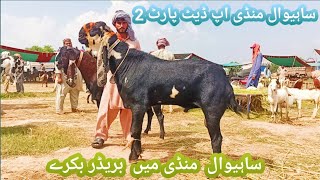 Sahiwal Mandi update part 2 30082022Wajid ali goat farm [upl. by Phelgon]