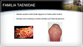 Parasitología Veterinaria  Dipilidiosis Teniosis y Cisticercosis [upl. by Candless]