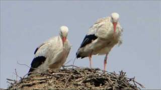 Netherlands The Storks of Vianen [upl. by Mohun]