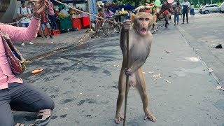 बंदर का खेलFunny Monkey Drama VideoMadari aur Bandar ka khelBandar ka Tamasha [upl. by Ewan]