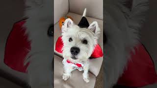 Smart Westie dog shows you his favorite TRICKS ✨ halloween [upl. by Ball]