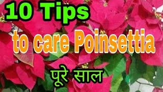 No165 10 tips to care  survive poinsettia ornamental plant whole year Hindi Urdu [upl. by Calie747]