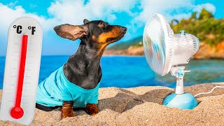 Overheat Cute amp funny dachshund dog video [upl. by Yornoc440]