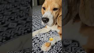 Training your beagle dog PASS OR FAIL ytshorts shorts beagledog [upl. by Levine385]