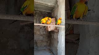 Sun conure good looking parrots birdsshortsvideo [upl. by Oflunra]