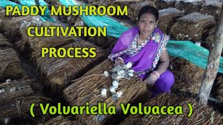 Paddy Straw Mushroom Cultivation Process Volvariella Volvacea [upl. by Aeneas]