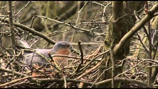 Sparrowhawk in flight [upl. by Hayden743]