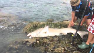 100kg Ragged Tooth Shark  Fish River Point 2010 [upl. by Nyltak]