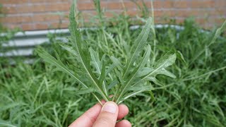 Wild Arugula Vs Traditional Arugula  You Should Grow Both [upl. by Ongun578]