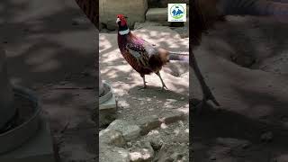 Ring Necked Pheasant on breeding Male shorts pheasant trendingshorts P9 [upl. by Jegger]