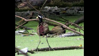 BRONZEWINGED JACANA NESTING amp PARENTAL CARE [upl. by Esalb]