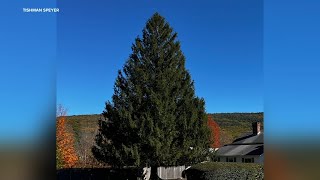 Rockefeller Cener Christmas tree being cut down in Massachusetts [upl. by Luella]