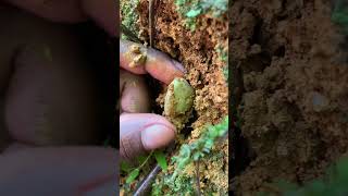 New Gem Mine Reveled 😲💎🤑gems gemstones naturalgems gold crystals satisfying shorts nature [upl. by Aro]