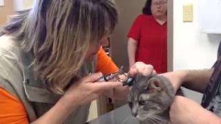 Smoke The Light Gray Tabby Cat Hissing At The Vet [upl. by Modestine434]