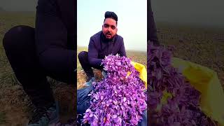 flowers saffron safflower farming nature saffrose farmer agriculture youtubeshorts kesar [upl. by Arima]