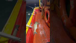 Part 5 squid jigging trip in Pekan Pahang squidfishing fishingtrip candatsotong [upl. by Kina]