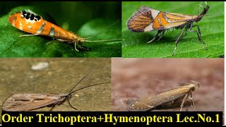 Order Trichoptera CompleteOrder Hymenoptera Lecture No 1 [upl. by Allekram]