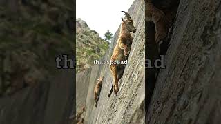 Mountain Goats Climbing Walls 🐐 [upl. by Shelli755]