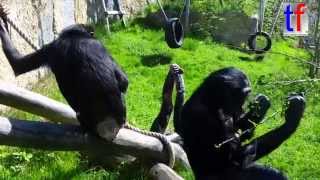 Cute  Süße Bonobos Wilhelma Stuttgart Germany 20042015 [upl. by Avictor539]