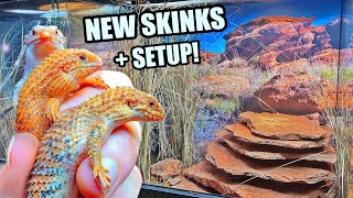 NEW Pilbara Spiny Tail Skinks  Habitat Build  Egernia epsisolus [upl. by Grantley]