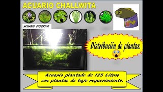 ACUARIO DE 125 LT CON PLANTAS DE BAJO REQUERIMIENTO  DISTRIBUCION DE LAS PLANTAS EN EL ACUARIO  1 [upl. by Harle]