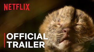 Living with Leopards  Official Trailer  Netflix [upl. by Enenaj]