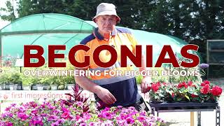 Begonias  Overwintering  Essential Tips Bigger Blooms [upl. by Iddo]