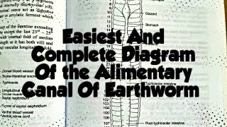 Easiest Drawing of Complete Alimentary Canal Of Earthworm [upl. by Aicenev]