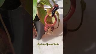 Feeding my Nepenthes a caterpillar🐛 but it escaped pitcherplant nepenthesplant carnivorousplants [upl. by Larine66]