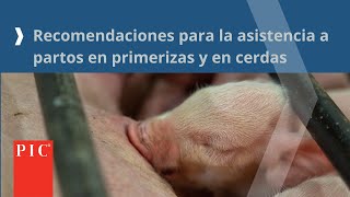 Recomendaciones para la Asistencia a Partos en Primerizas y en Cerdas [upl. by Narrat]