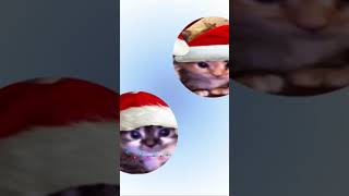 Pfp matching part 2 pfp funny cat matching shorts youtubeshorts youtube [upl. by Heer195]