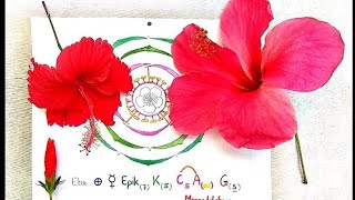 Hibiscus rosasinensis  vs and dissection of flower amp construction of floral diagram and formula [upl. by Tnomel]