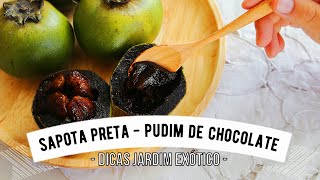 Como cuidar da Sapota Preta Aprenda a cultivar a fruta Pudim de Chocolate [upl. by Sokul]