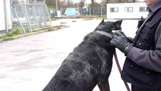 Beauceron arlequin de acs77gardiennage [upl. by Elisha]