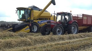 Maaidorsen met New Holland TC5070 Case International 1056XL amp Case IH Maxxum 115 2016 [upl. by Nnylyaj]