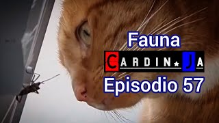 Fauna CardinJa Episodio 57 [upl. by Dougy44]