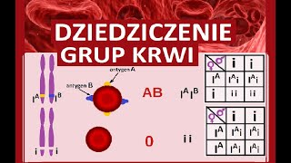 Dziedziczenie grup krwi [upl. by Gunar449]