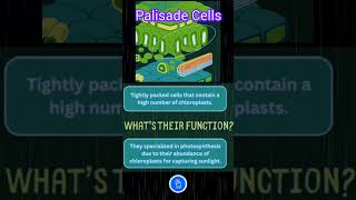 Leaf Anatomy Mesophyll Palisade and Spongy Cells [upl. by Kara]