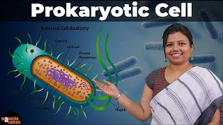 Prokaryotic Cell [upl. by Michaeline]