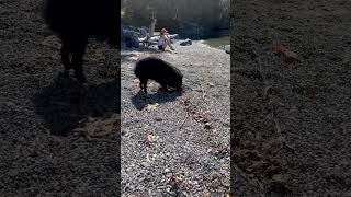 Schipperke dog very carefully buried a tiny stick [upl. by Judas141]